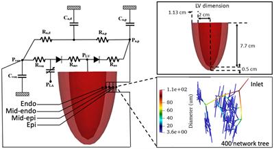 Transmural Distribution of Coronary Perfusion and Myocardial Work Density Due to Alterations in Ventricular Loading, Geometry and Contractility